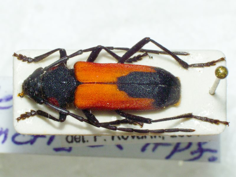 Purpuricenus budensis (Götz, 1783)